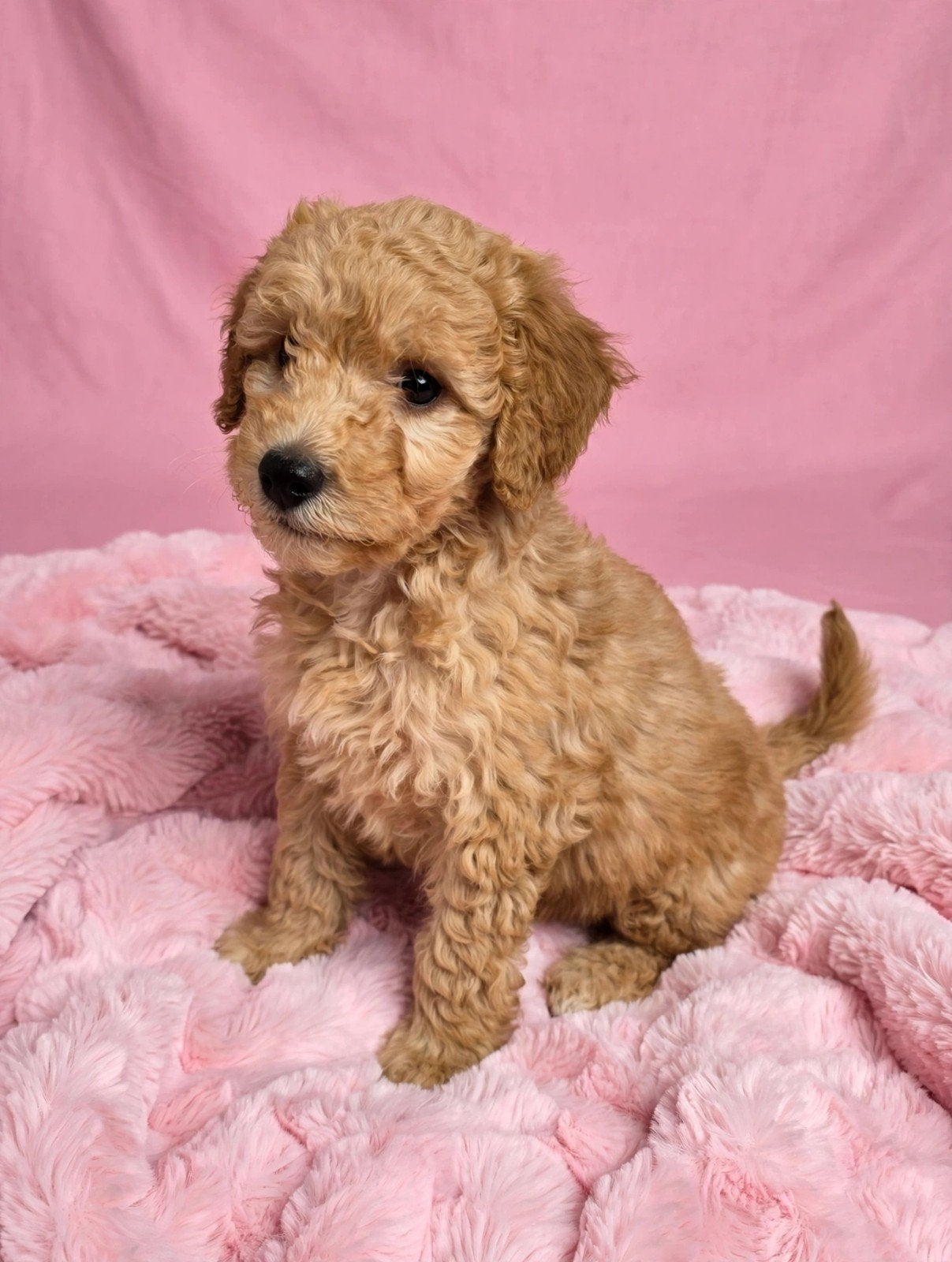 Labradoodle puppie's Teefjes beschikbaar., Overige rassen, 8 tot 15 weken, Meerdere, Meerdere dieren