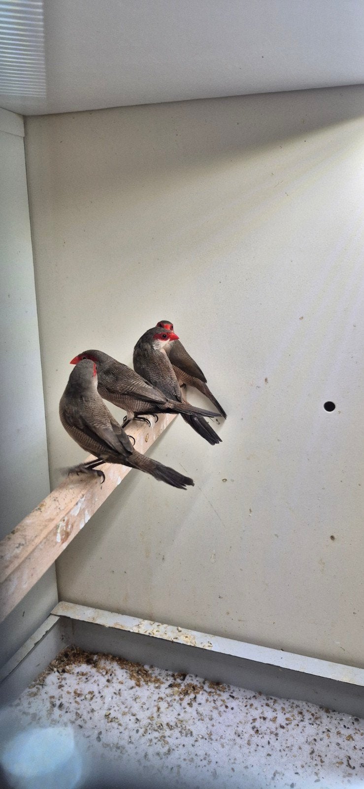 1-1 sint helena fazantjes, Dieren en Toebehoren, Vogels | Overige Vogels, Meerdere dieren