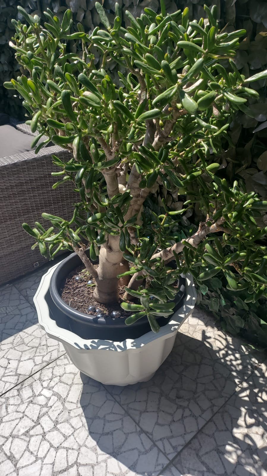 Grote Jadeplant (Crassula Ovata) in pot, Ophalen, Overige soorten, Volle zon
