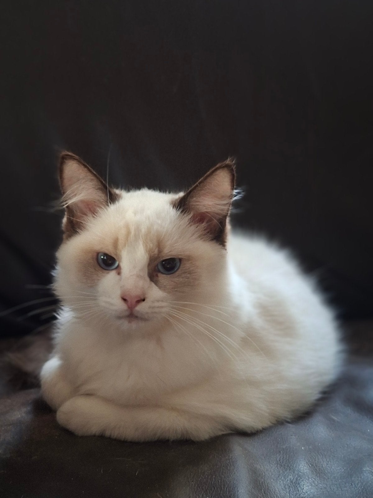 Prachtige Ragdoll kittens met stamboom, Kater, Gechipt, 0 tot 2 jaar