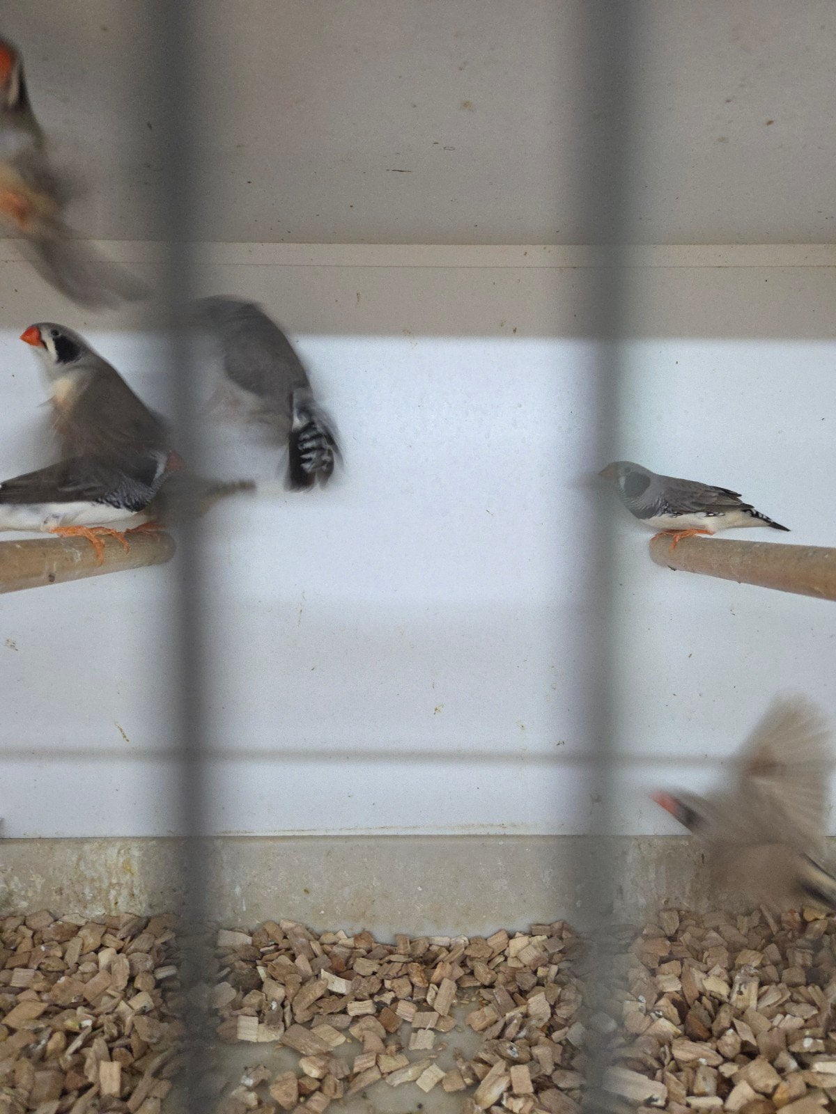 zwartwang zebravinken, Meerdere dieren