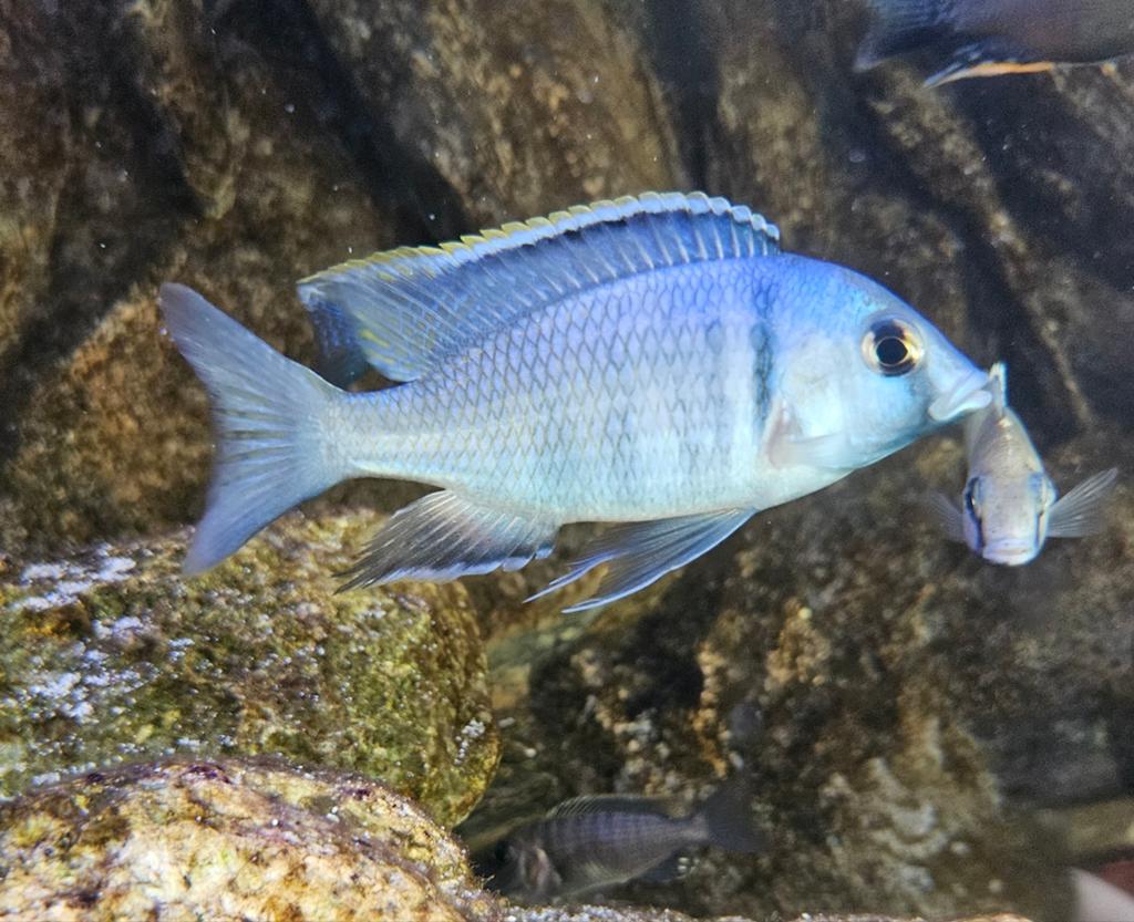 labeotropheus ob en placidochromis electra, Dieren en Toebehoren, Vissen | Vijvervissen, Karper of Koi