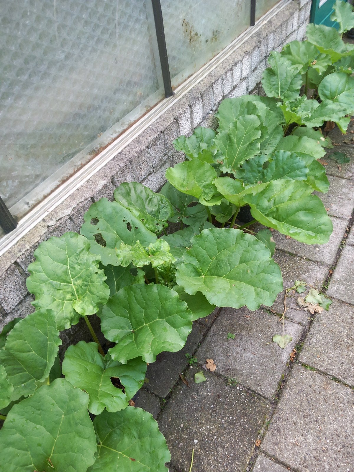 Rbarberplanten, Ophalen, Volle zon, Zomer, Groenteplanten