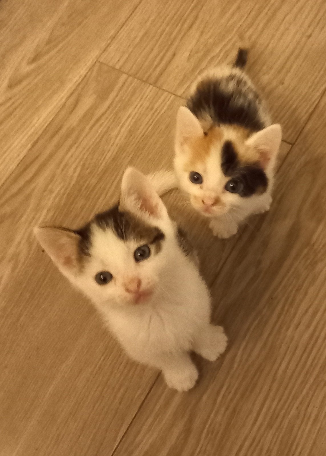 lieve kittens 6 weken oud. goed gesocialiseerd, Meerdere dieren, 0 tot 2 jaar