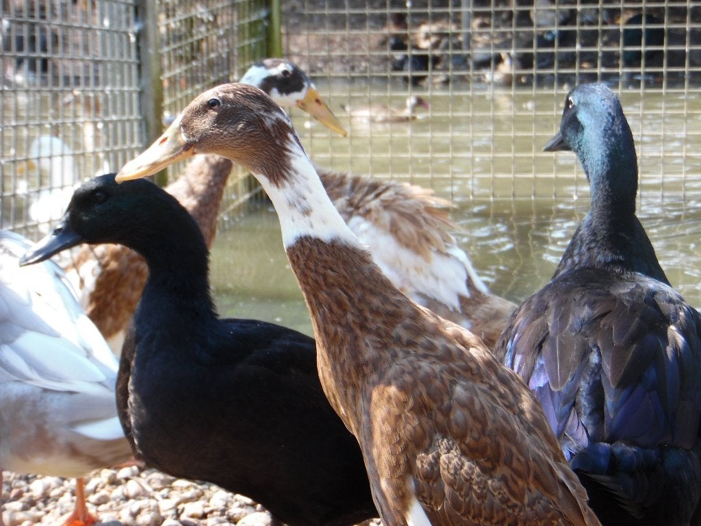 Groep Indische loopeenden | Ideaal voor de moestuin