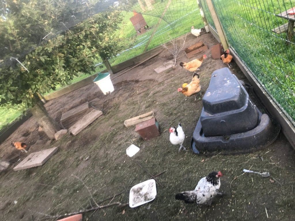 Tamme kippen verschillende soorten, Meerdere dieren, Kip
