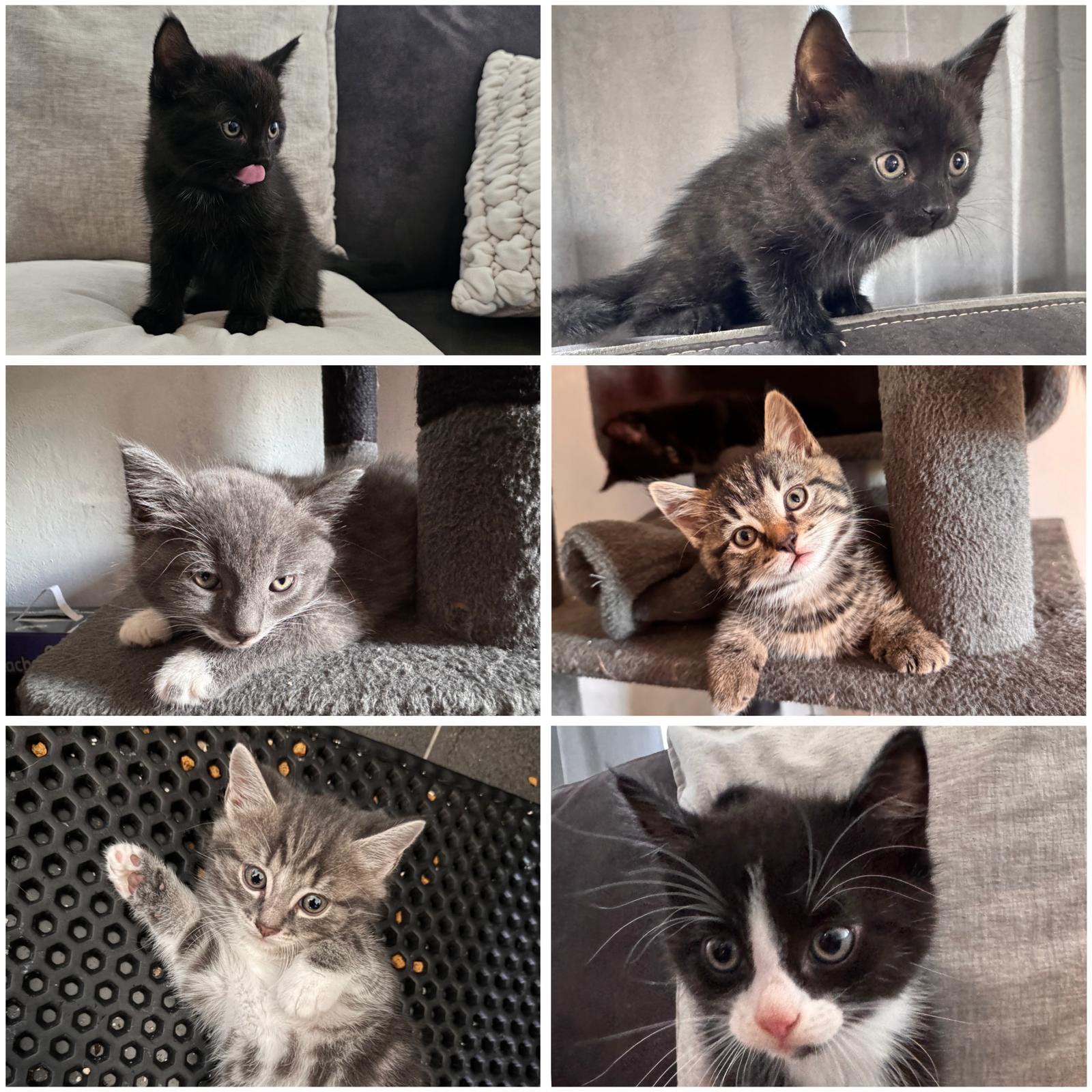Halve maine coon kittens, Dieren en Toebehoren, Katten en Kittens | Raskatten | Langhaar, Meerdere dieren, Ontwormd, 0 tot 2 jaar