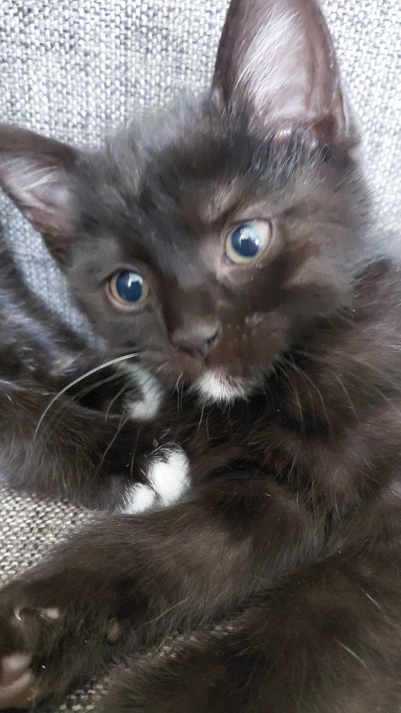 Kittens, Dieren en Toebehoren, Katten en Kittens | Overige Katten, Poes, Kortharig, 0 tot 2 jaar