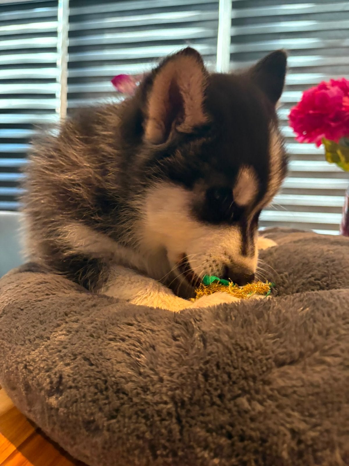 Siberische husky pup blue, Parvo, 8 tot 15 weken, Meerdere, Nederland