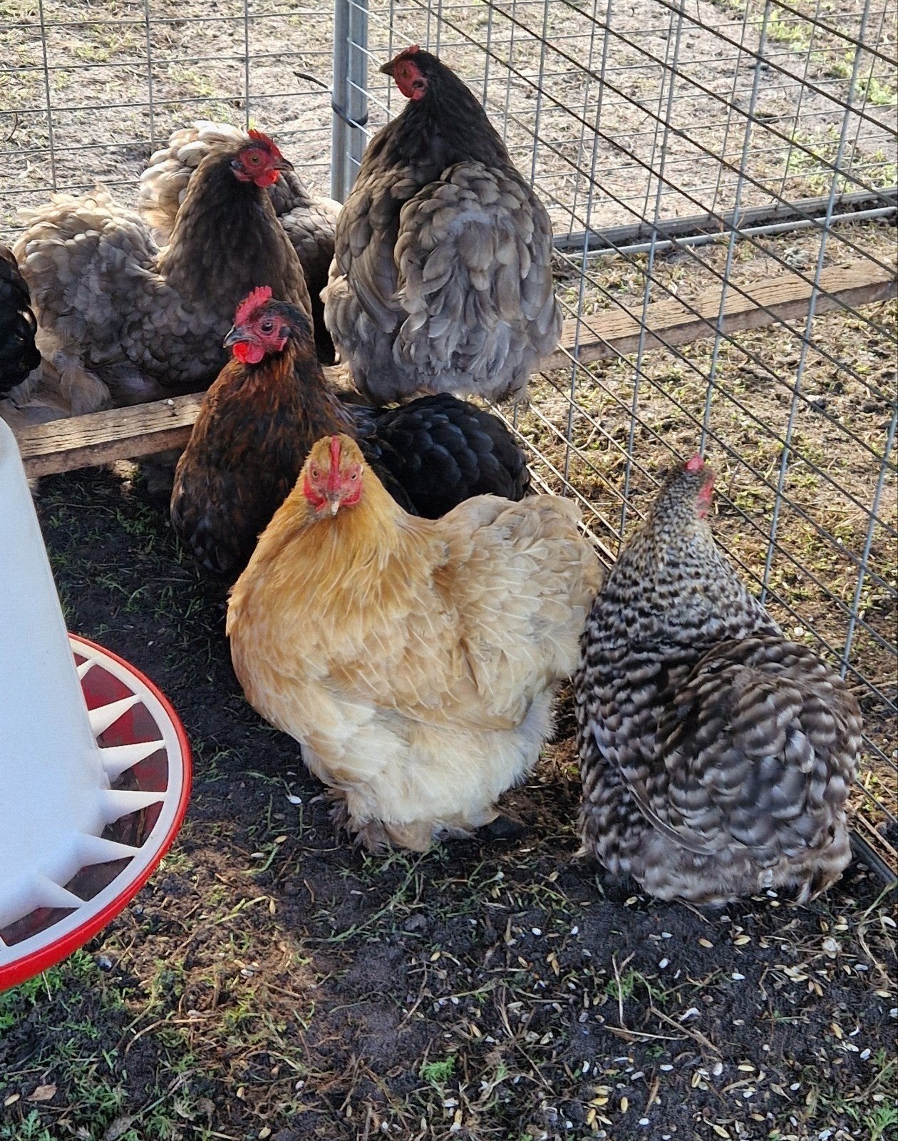 te koop cochin kriel hennen krulveer en gladveer, Vrouwelijk, Kip