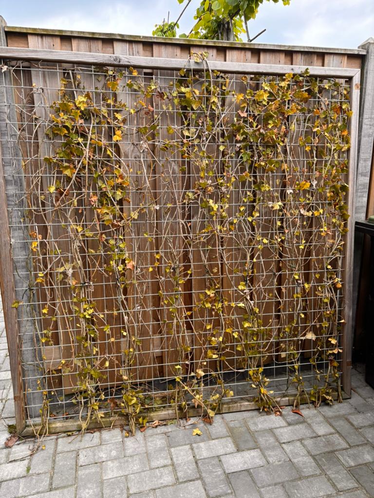 Schutting gaasscherm 180x180, Tuin en Terras, Ophalen, 1 tot 2 meter, Minder dan 3 meter, Zo goed als nieuw