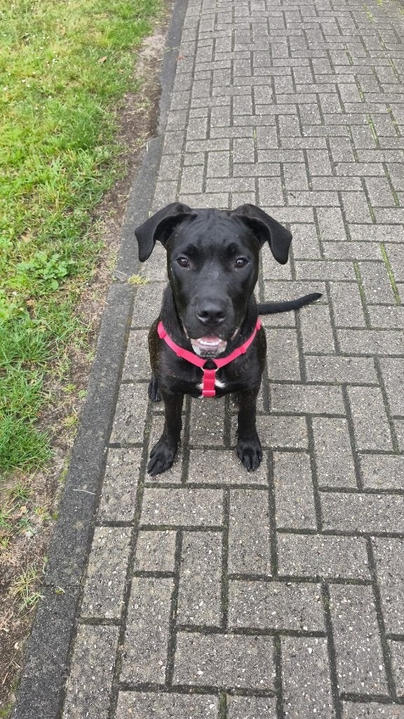 Hond oppass gezocht nood, Ophalen of Verzenden, Gebruikt
