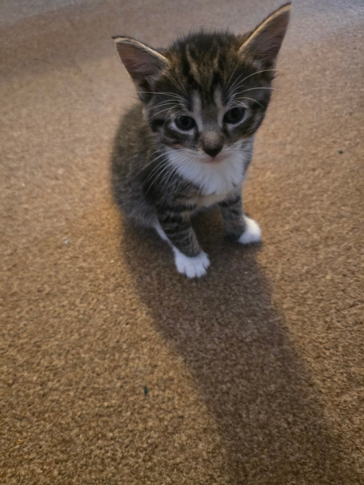 kittens, Dieren en Toebehoren