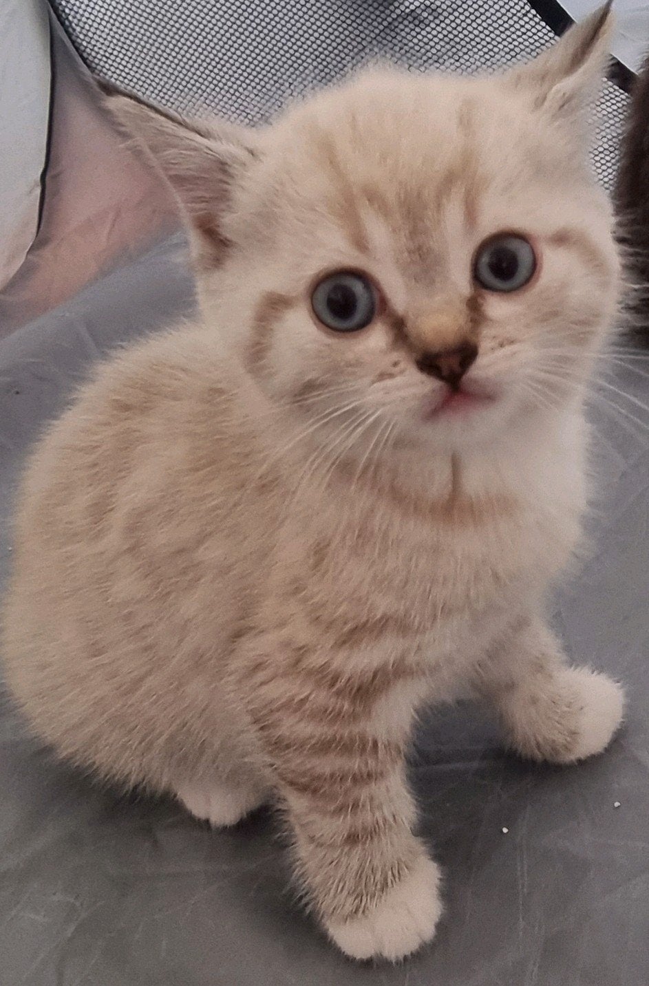 Britse korthaar Vader Turkse Van Moeder, Kater, Ontwormd, 0 tot 2 jaar