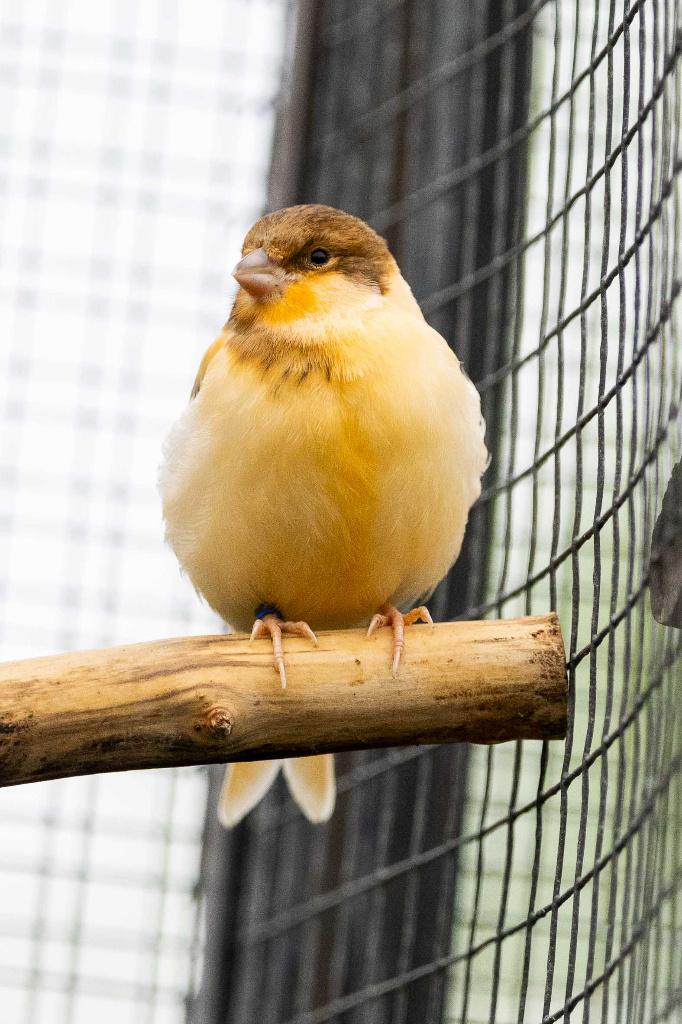Kanarie, Dieren en Toebehoren, Vogels | Kanaries, Meerdere dieren, Kleurkanarie