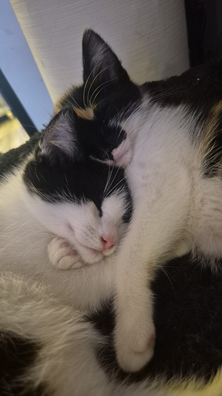 Mainecoon  x maine coon kitten kittens langhaar, Dieren en Toebehoren, Katten en Kittens | Raskatten | Langhaar, Meerdere dieren