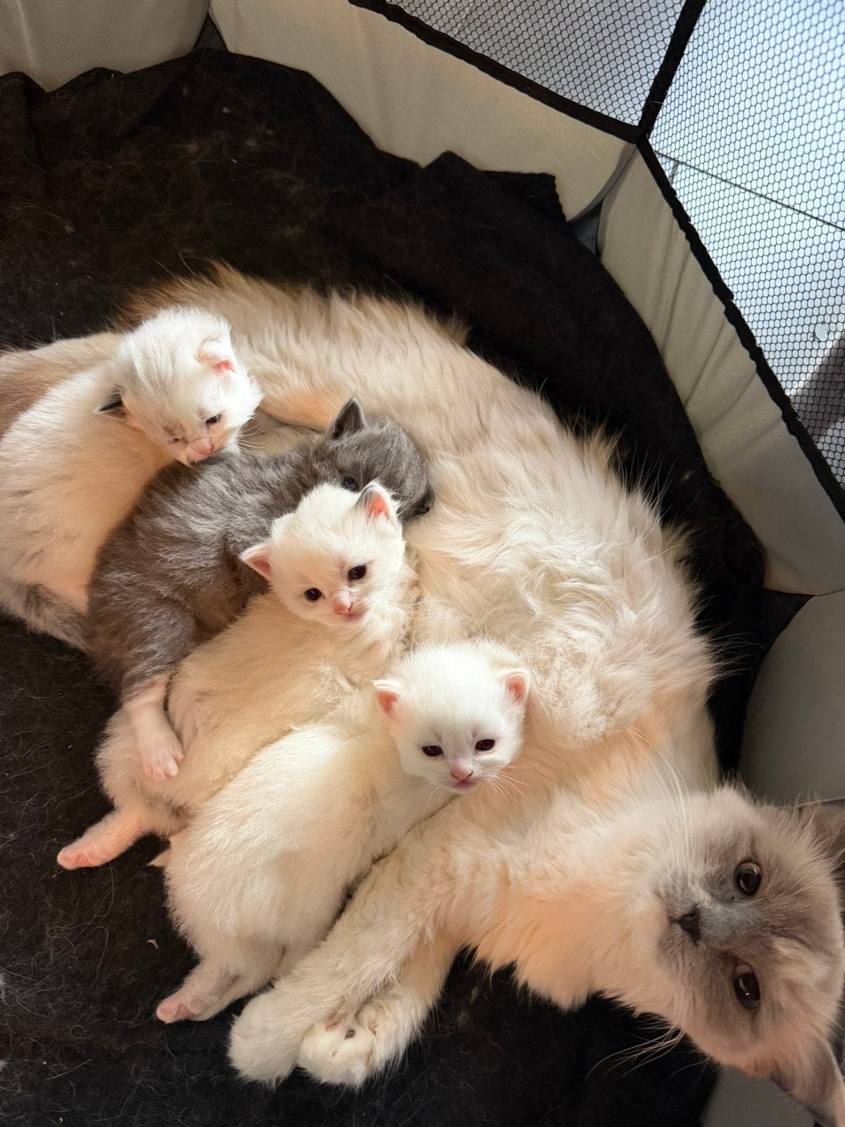 Raszuivere ragdoll kittens, Meerdere dieren, Gechipt, 0 tot 2 jaar