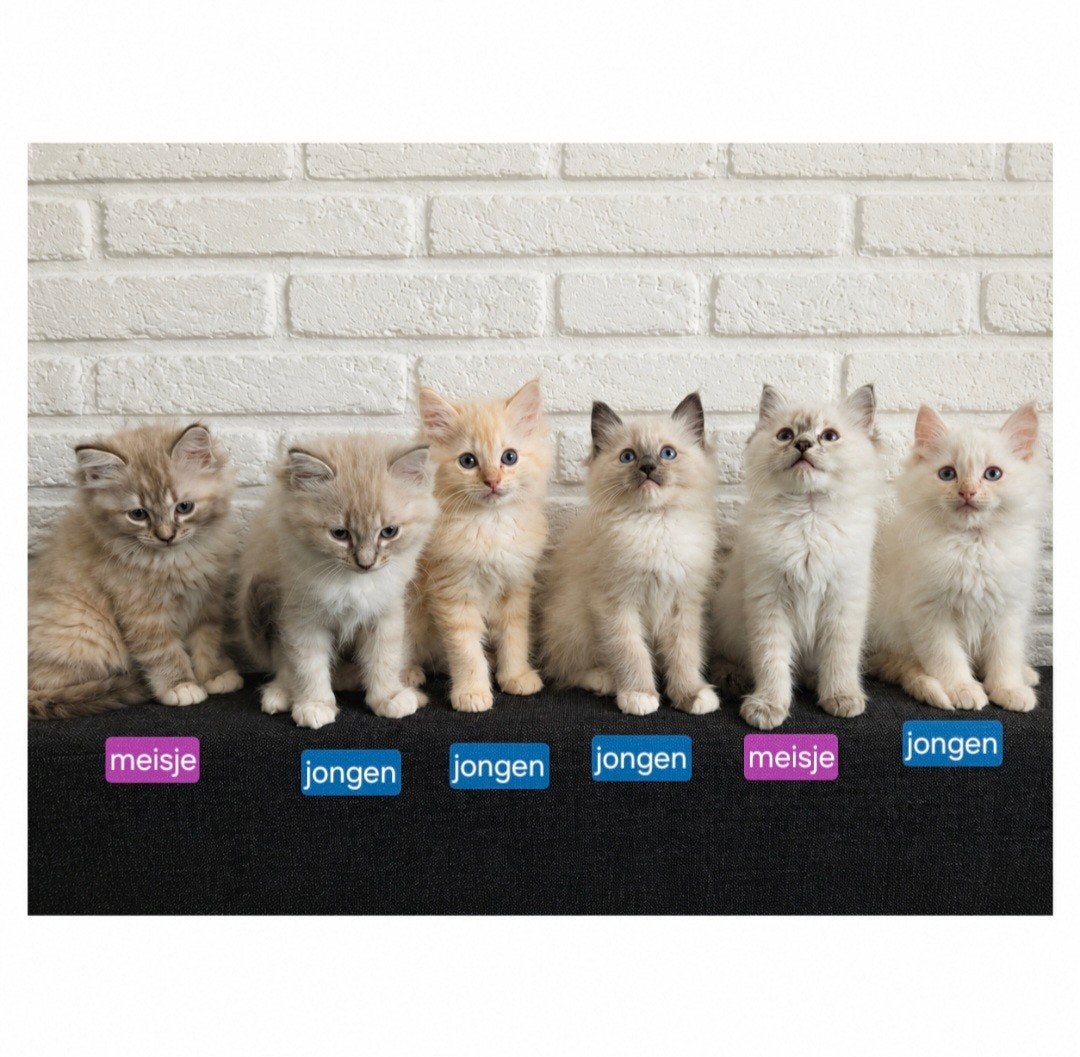Bijzonder lieve ragdoll kittens (m/v), Dieren en Toebehoren, Katten en Kittens | Raskatten | Langhaar, Meerdere dieren, Gechipt