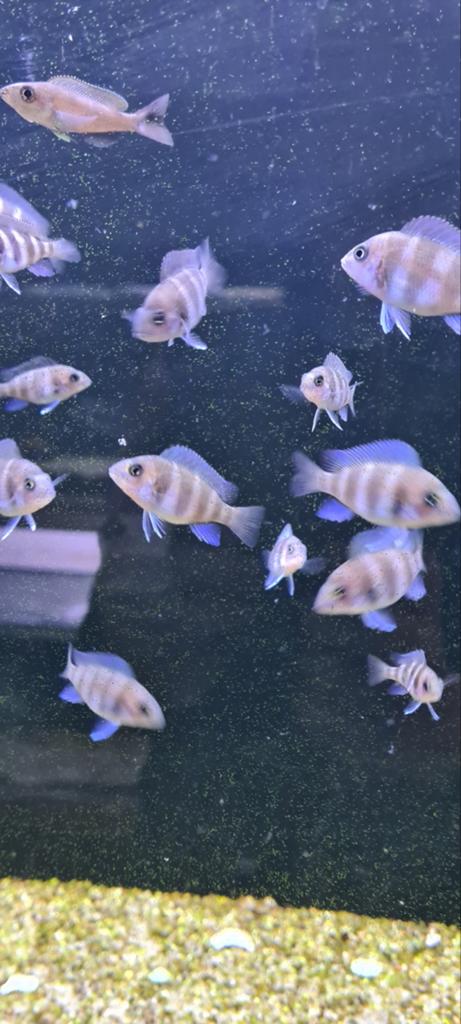 Frontosa "blue mpimbwe ", Vis