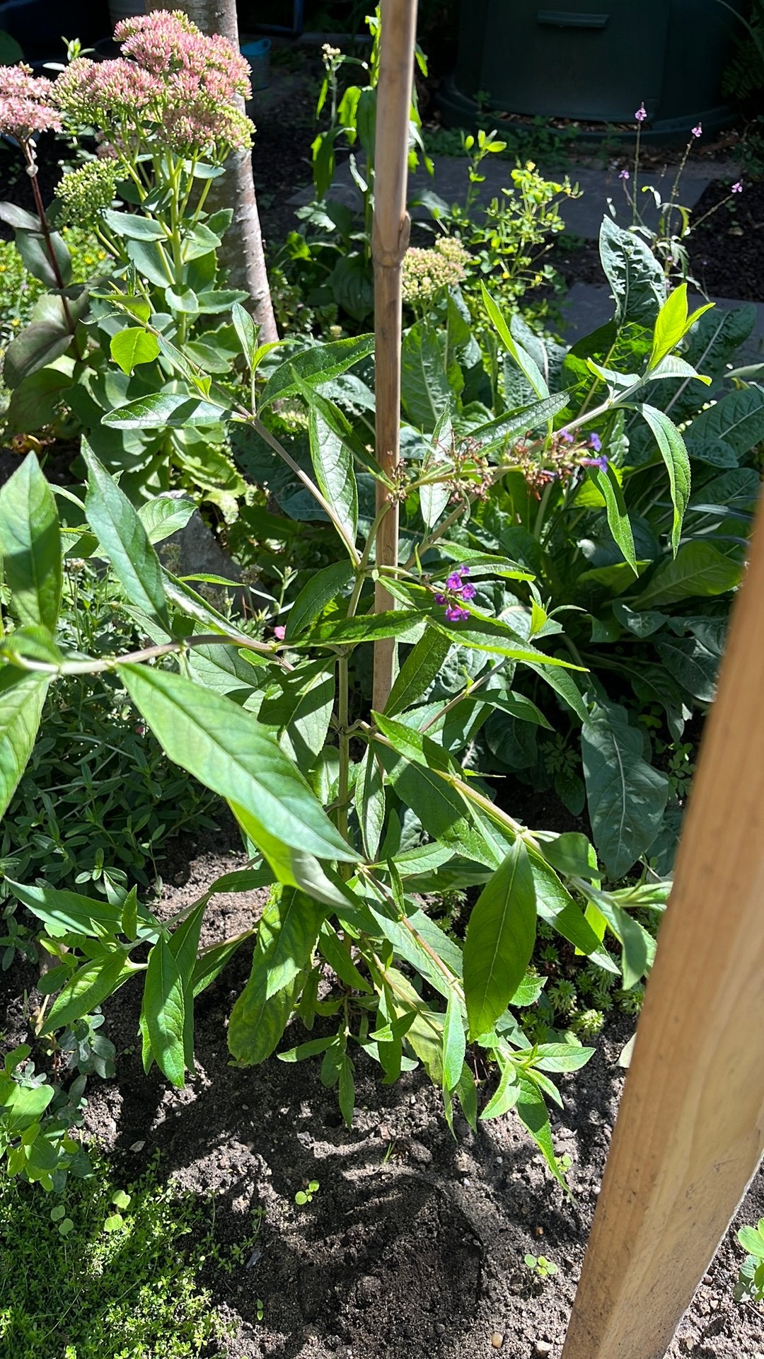 50 planten stekken vlinderstruik wit en paars, Tuin en Terras, Ophalen, Vlinderstruik, Struik, Minder dan 100 cm