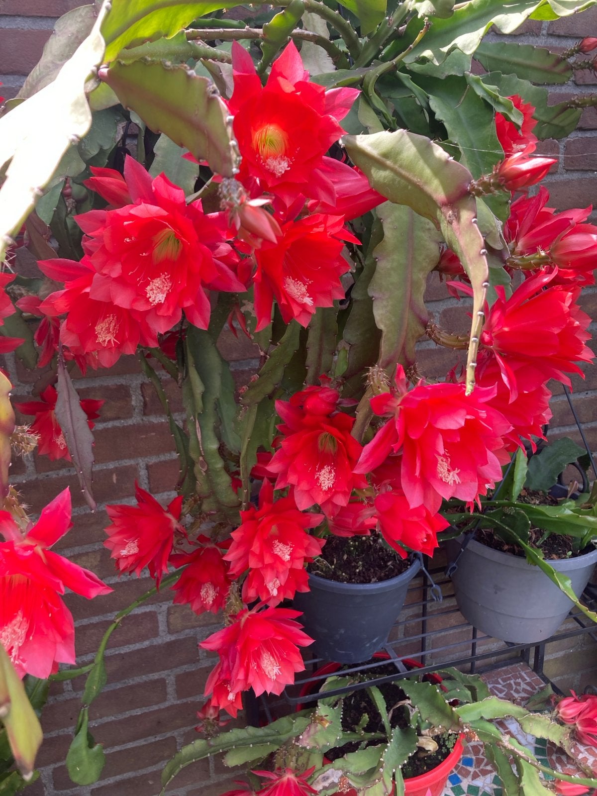 Epiphyllum stekken - Prachtige rode bloemen, Tuin en Terras, Vaste plant, Halfschaduw, Zomer, Ophalen