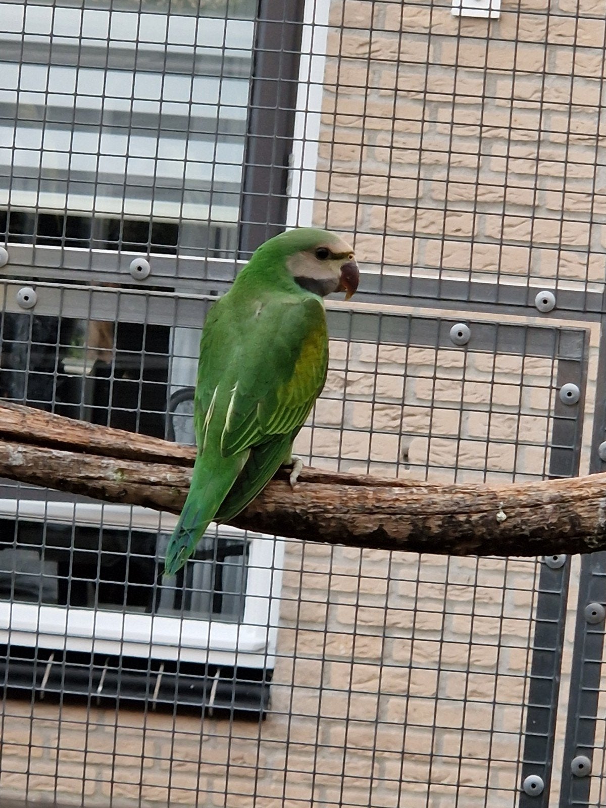 roseborst baard parkiet, Dieren en Toebehoren, Parkiet
