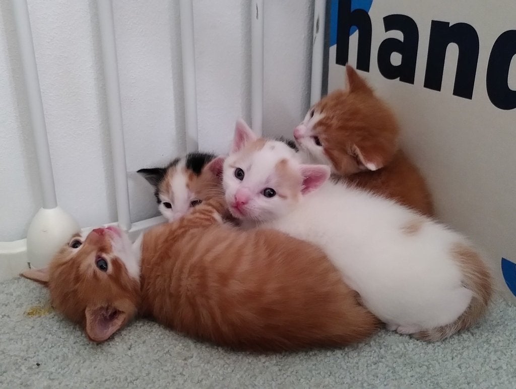 Kittens beschikbaar per augustus, Dieren en Toebehoren, Katten en Kittens | Overige Katten, Meerdere dieren, Kortharig, 0 tot 2 jaar