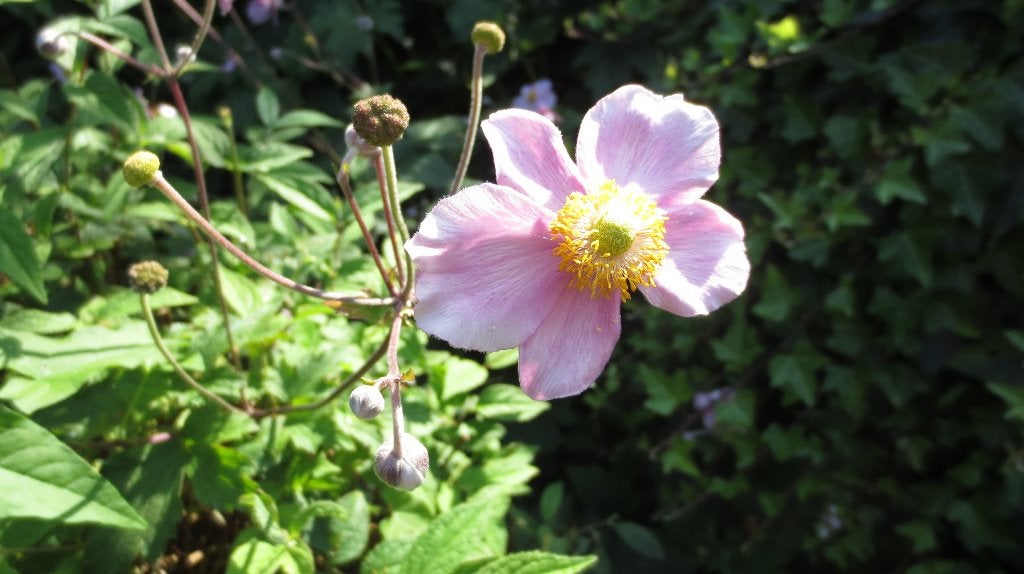 Roze anemoon, Japanse anemoon, Anemone Elegans, Overige soorten, Volle zon, Vaste plant, Ophalen of Verzenden