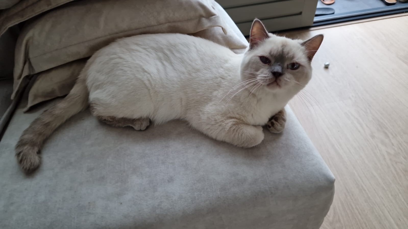!!! DEKKATER !!!  Britche Korthaar Lilapoint.
!!! DEKKATER !, Dieren en Toebehoren, Katten en Kittens | Raskatten | Korthaar, Kater