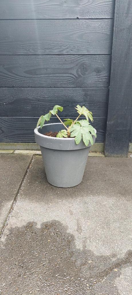 Rijstpapierplant, Tuin en Terras, Ophalen, Vaste plant, Overige soorten, Volle zon