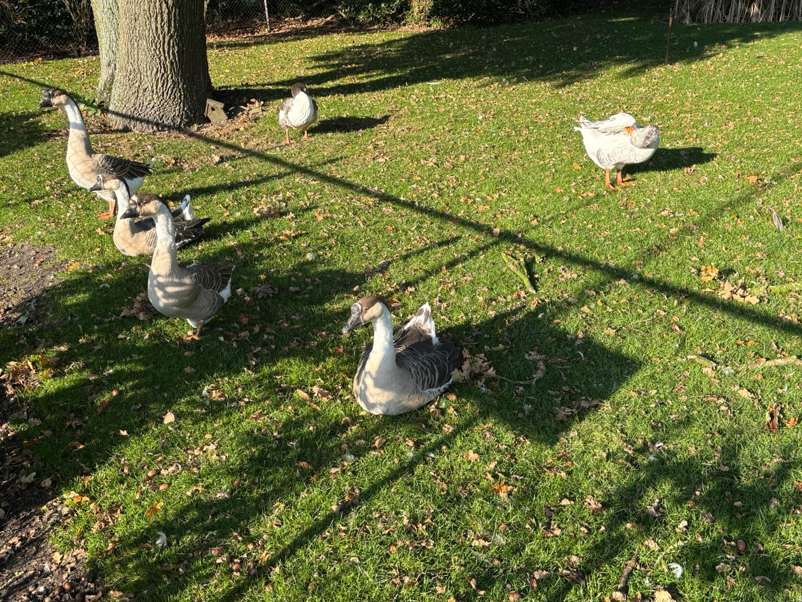 4 knobbelganzen en 2 boerenganzen, Dieren en Toebehoren, Meerdere dieren, Gans of Zwaan