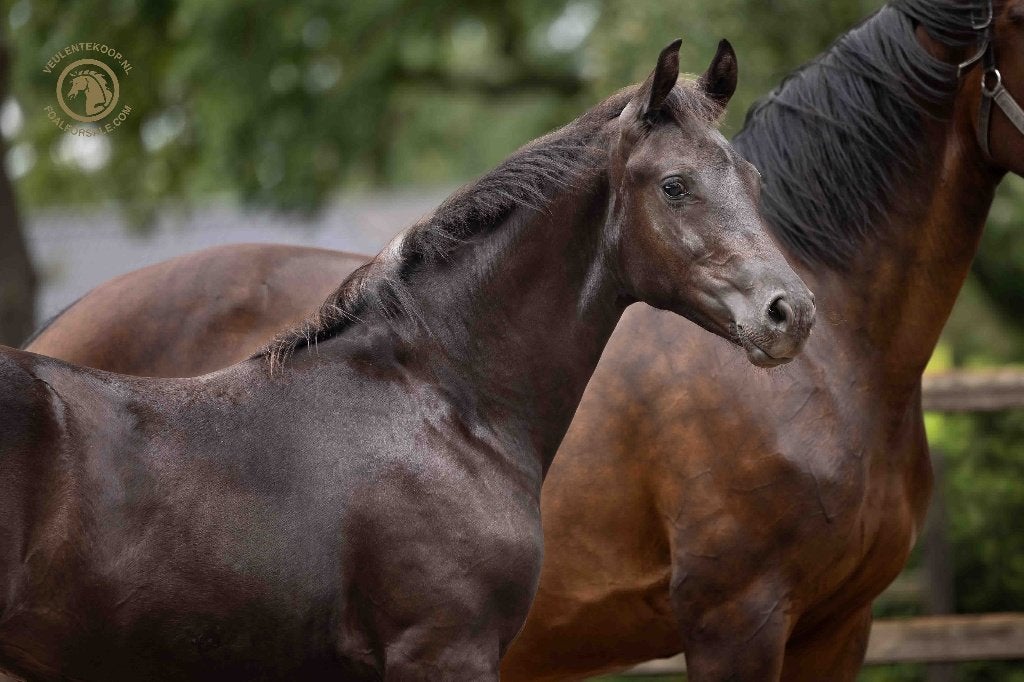 Getalenteerd dressuur hengstveulen van Pjethro, Met stamboom, Dressuurpaard, 0 tot 2 jaar, Hengst