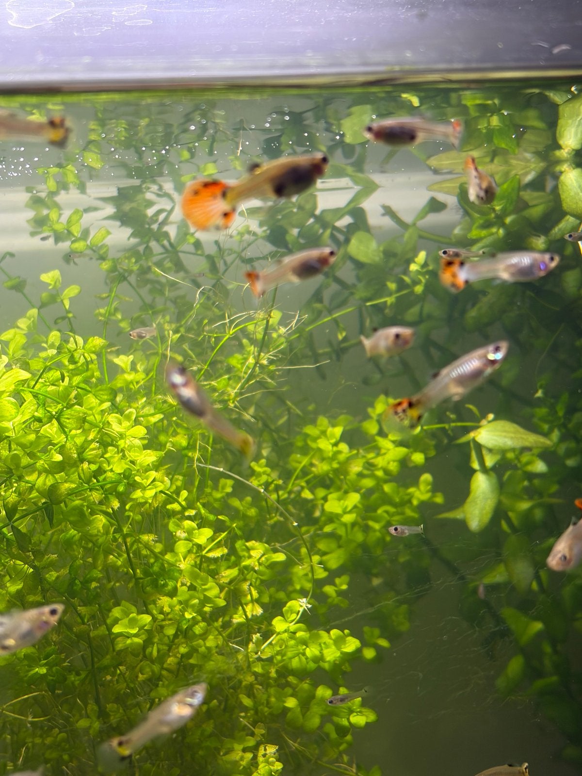 Gratis guppies, Vis
