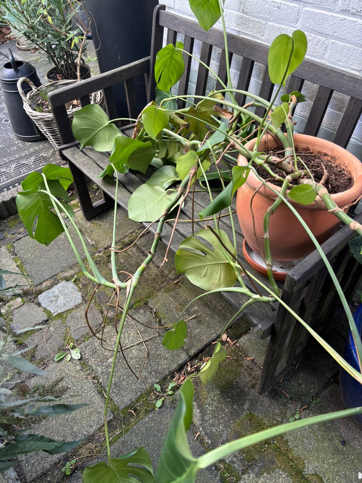 Grote Monstera, Huis en Inrichting, Ophalen, Overige soorten, Halfschaduw, In pot