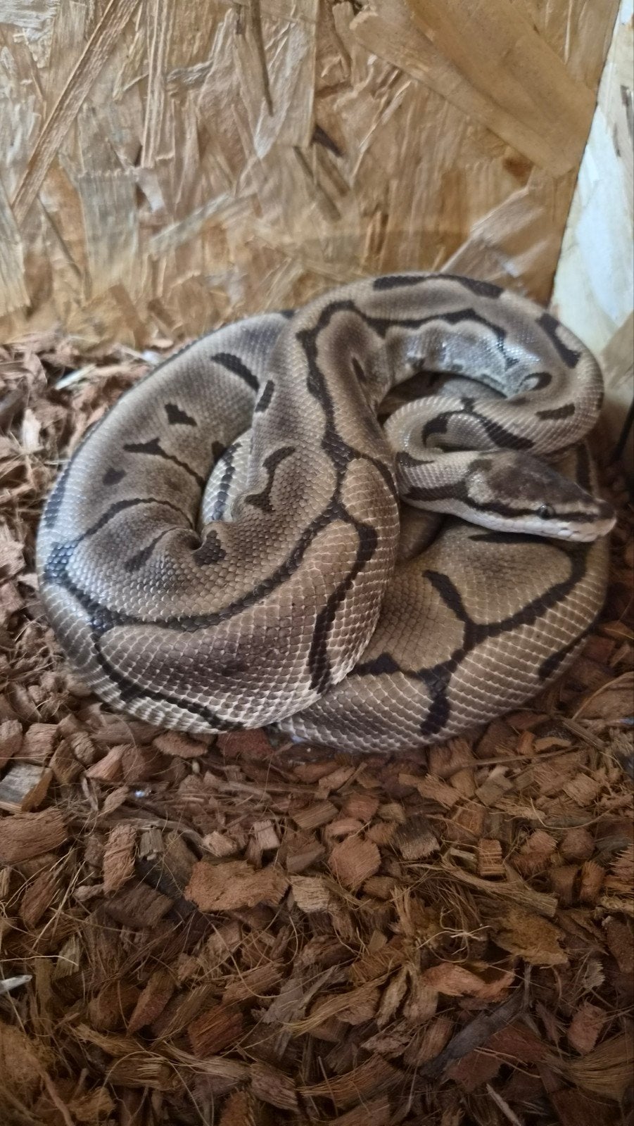 0.1 leopard spider. Ball Python - female for sale from P de Boer