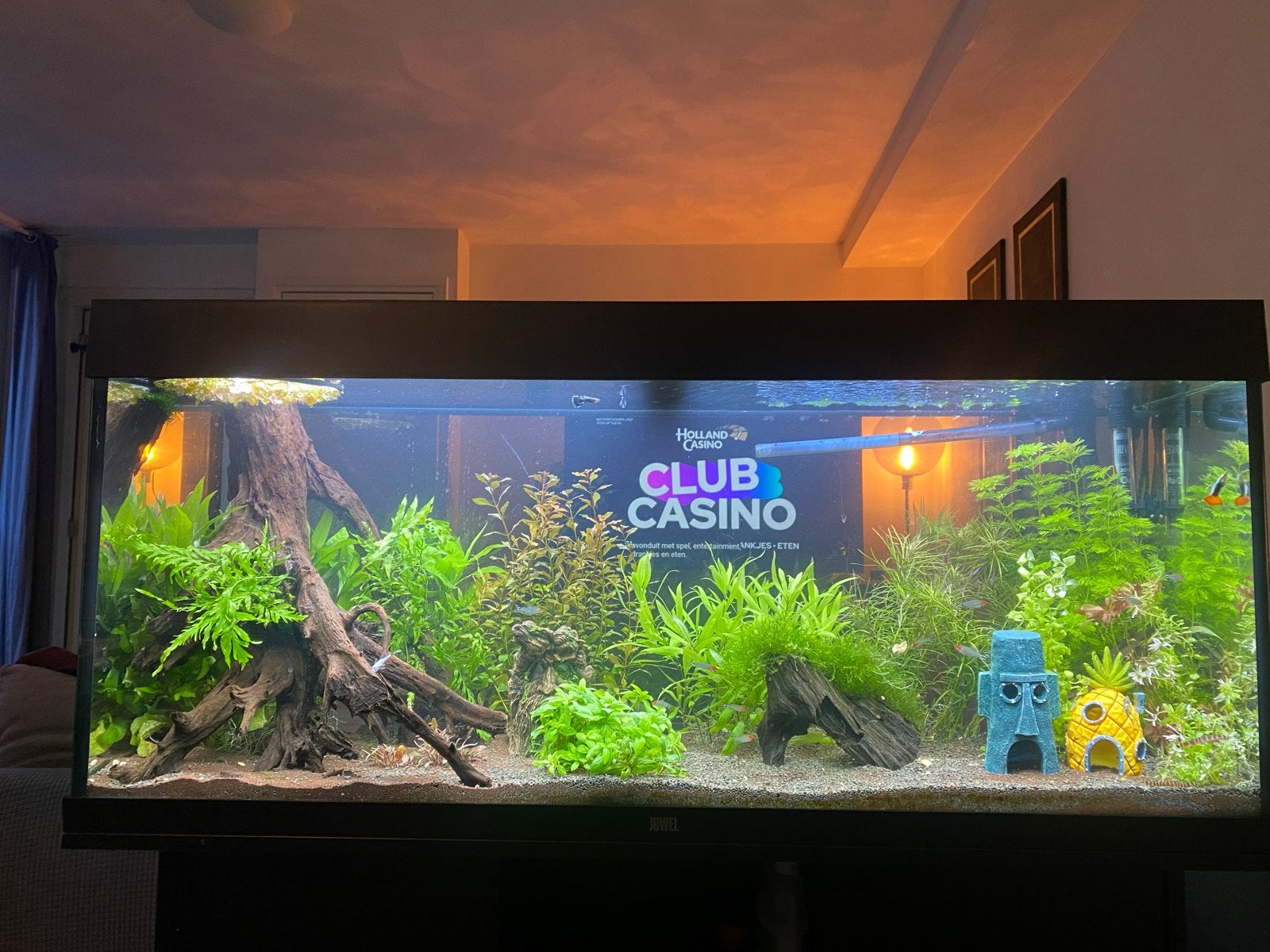 Juwel rio 240L aquarium, Ophalen, Juwel