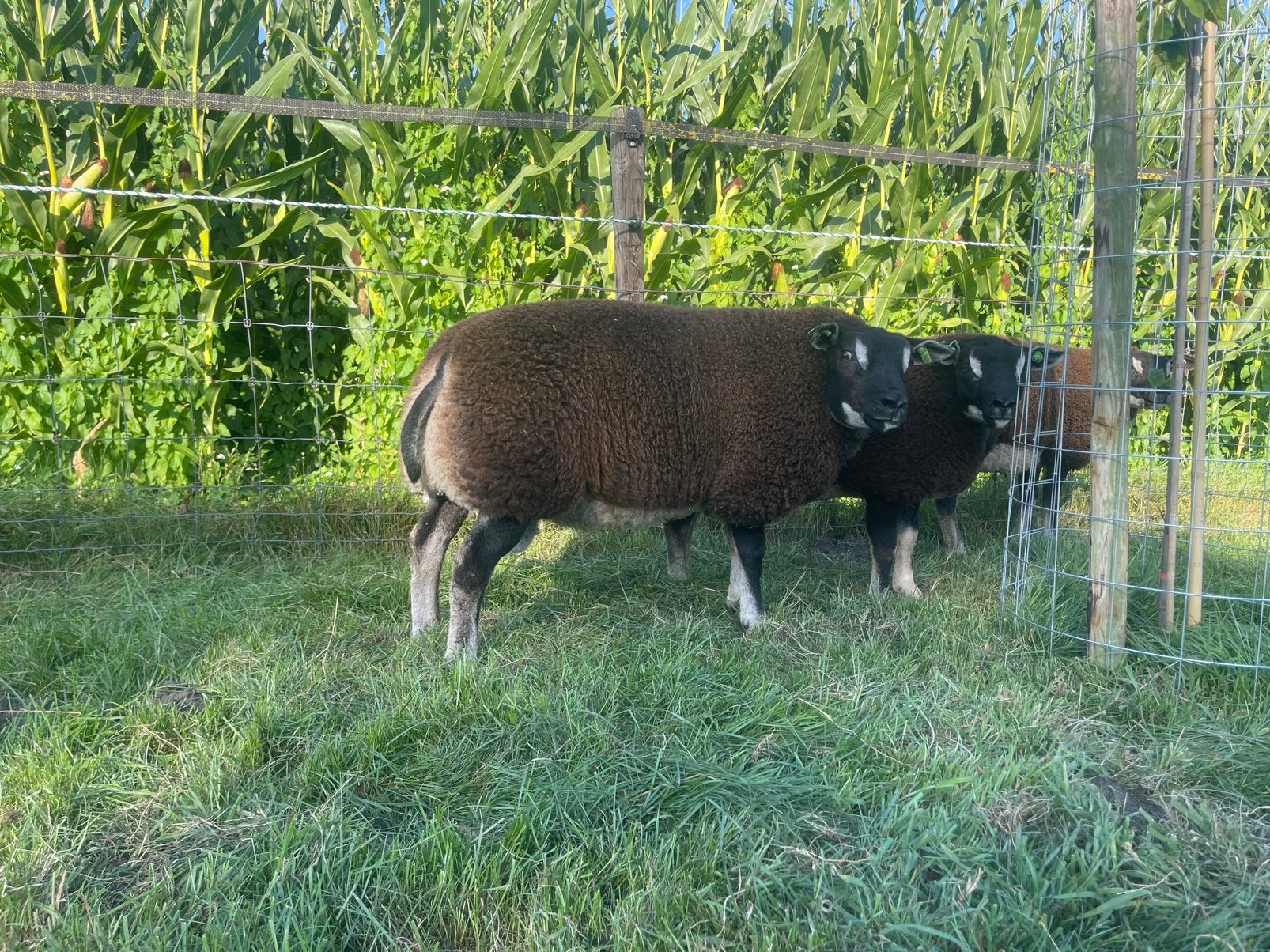Stamboek Dassenkop Texelaar Dekrammen, Mannelijk, Schaap, 0 tot 2 jaar