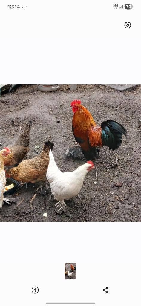 Sabelpoot kriel, Dieren en Toebehoren, Meerdere dieren, Kip