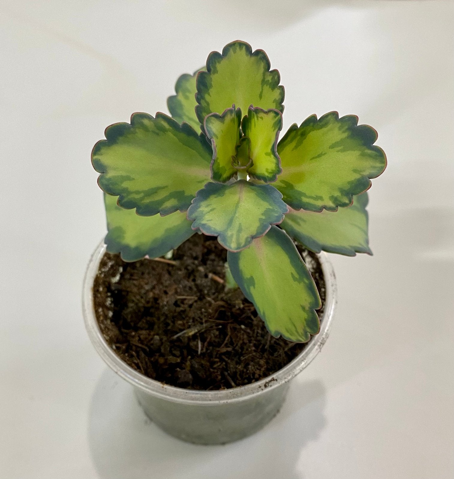 Kalanchoe Fedtschenkoi, Ophalen of Verzenden, Halfschaduw, Minder dan 100 cm