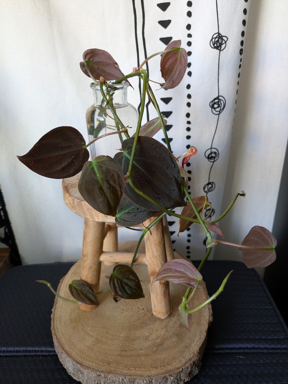Philodendron Micans, Ophalen of Verzenden, Halfschaduw, Minder dan 100 cm