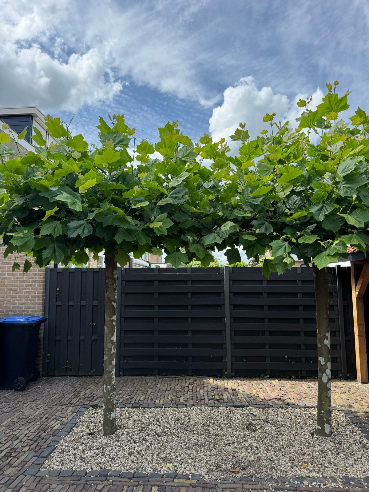 2 grote dakplatanen / leiplatanen, Tuin en Terras, Planten | Bomen, Bloeit niet, Leiboom, 100 tot 250 cm, Ophalen
