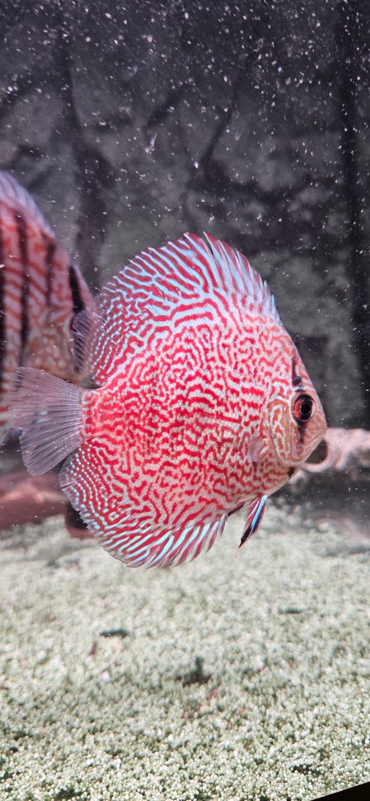 Leopard red discus, Dieren en Toebehoren, Vissen | Aquariumvissen, Vis