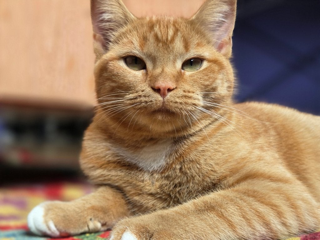 Koppel oranje katten te koop (Broer & Zus dynamiek), Ophalen of Verzenden, Zo goed als nieuw, Dieet en Voeding, Onbekend