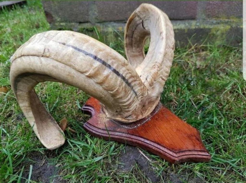 Prachtige Ram schedel op fraai houten schild ! hoorn hoorns, Verzamelen, Dierenverzamelingen, Ophalen of Verzenden, Zo goed als nieuw