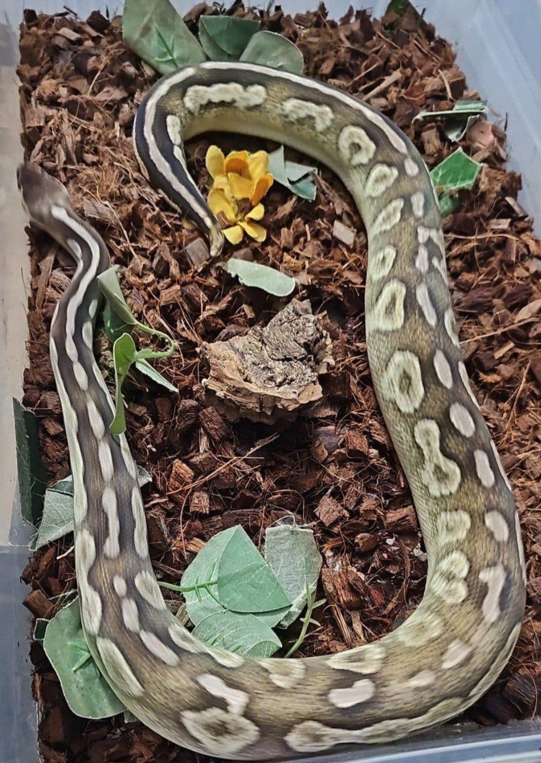 koppeltje koningspythons Ball Python - male for sale from Elvis