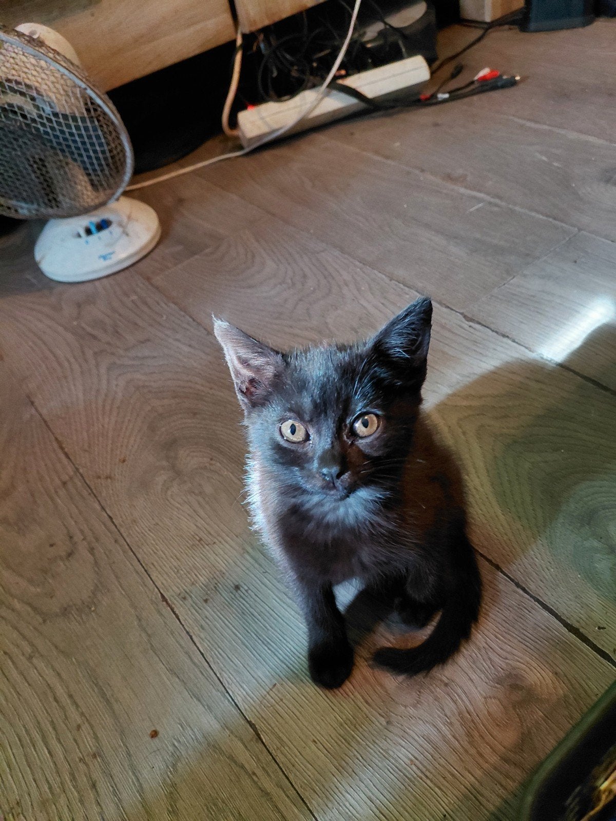chartreux poesje en katerje, Meerdere dieren, 0 tot 2 jaar