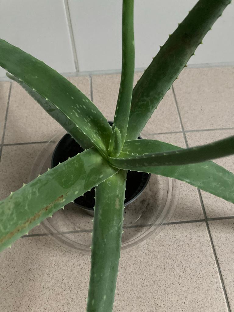 Grote Aloë Vera plant in pot, Vetplant, Ophalen of Verzenden, In pot, Minder dan 100 cm