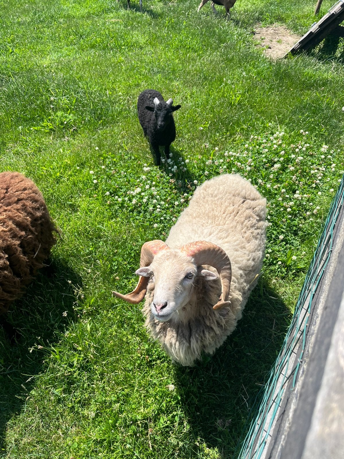 Tekoop quessant schaap bok en jonge geitjes, Dieren en Toebehoren, Meerdere dieren, Geit