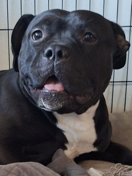 Bully 1,5 jr reu, Reu, 1 tot 2 jaar, Parvo, Eén hond