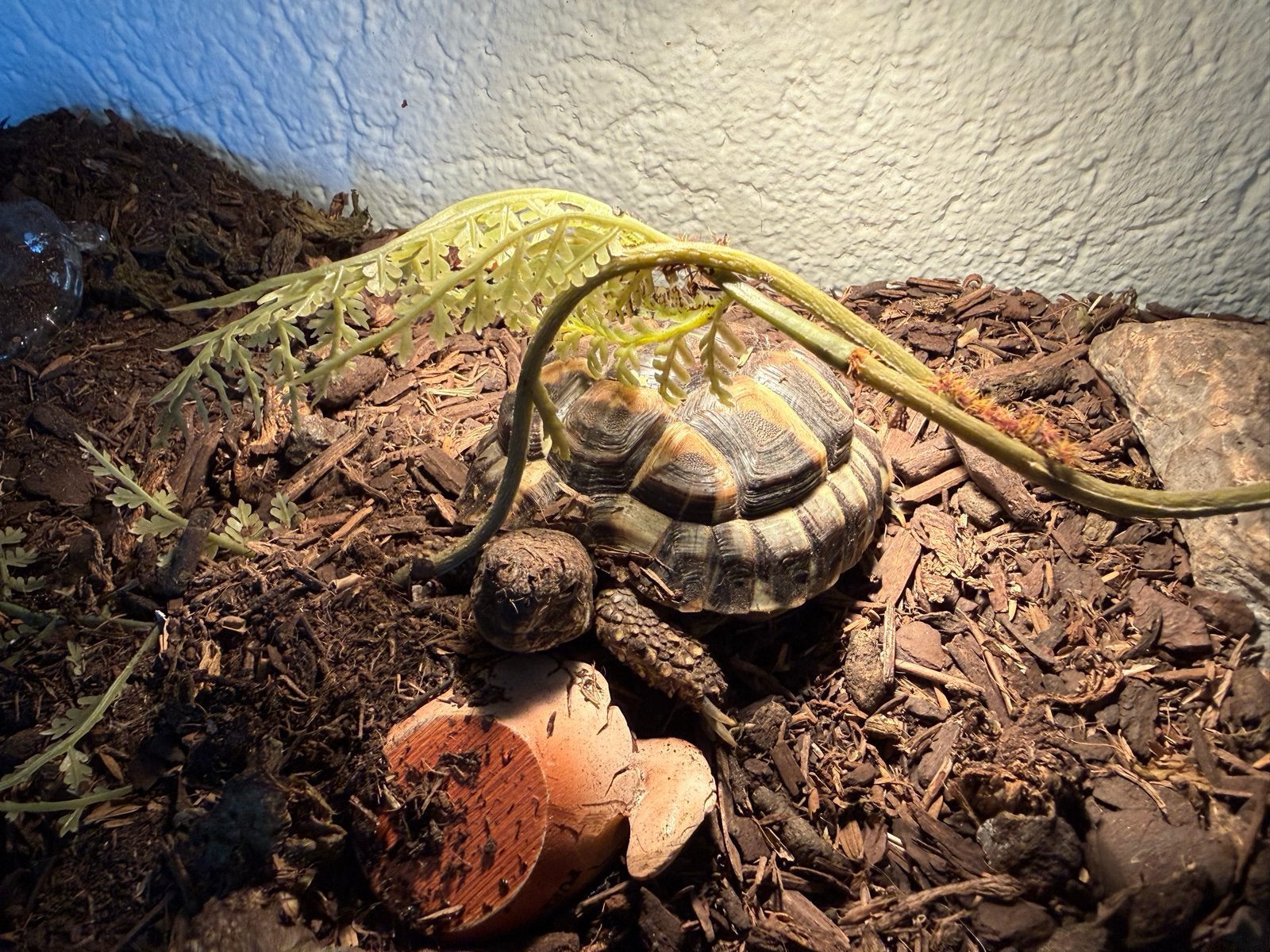 Te koop: 4 Griekse landschildpadjes Tortoise photo 5